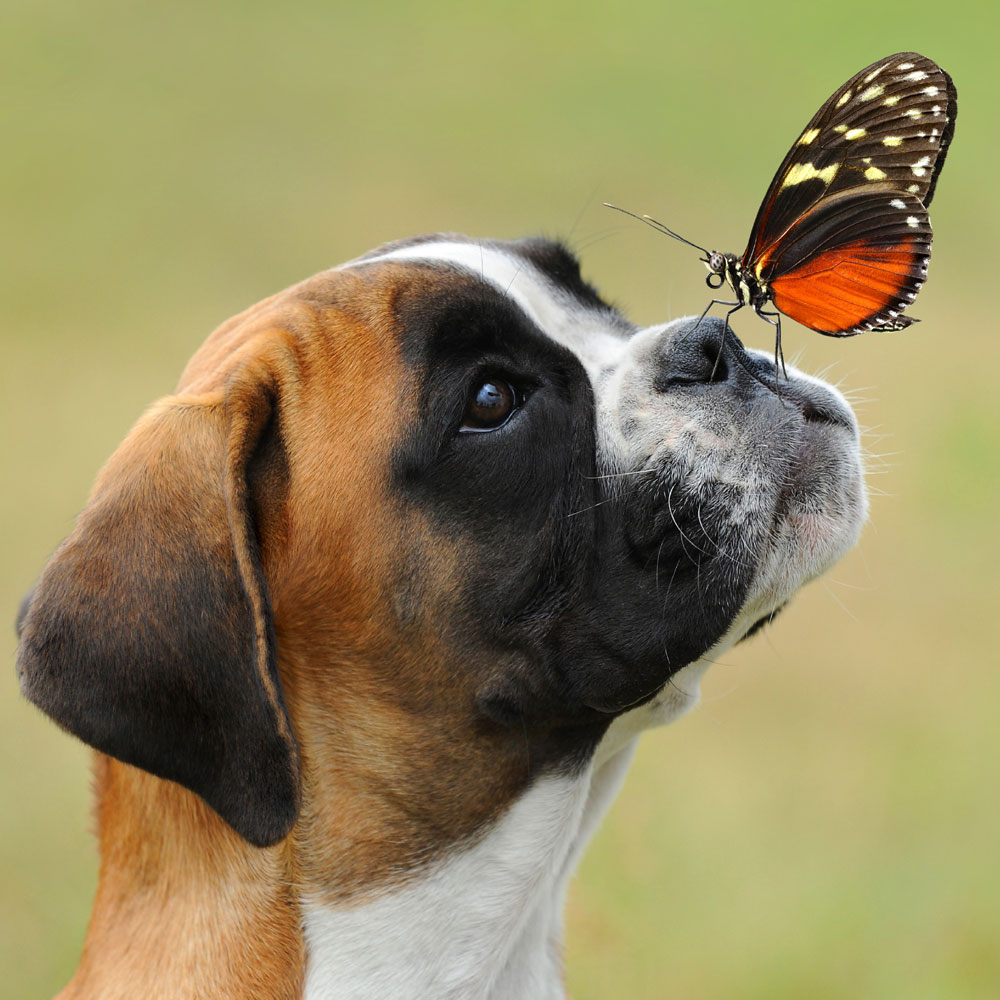 Bokser - najbardziej przyjazny pięściarz (łapciarz :)) wśród psów