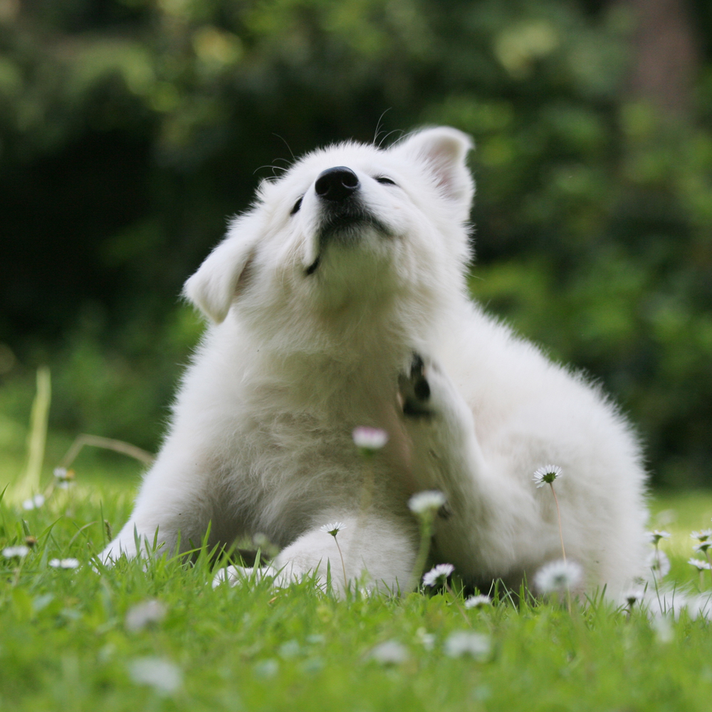 Psia alergia – kompleksowy przewodnik dla właścicieli czworonogów