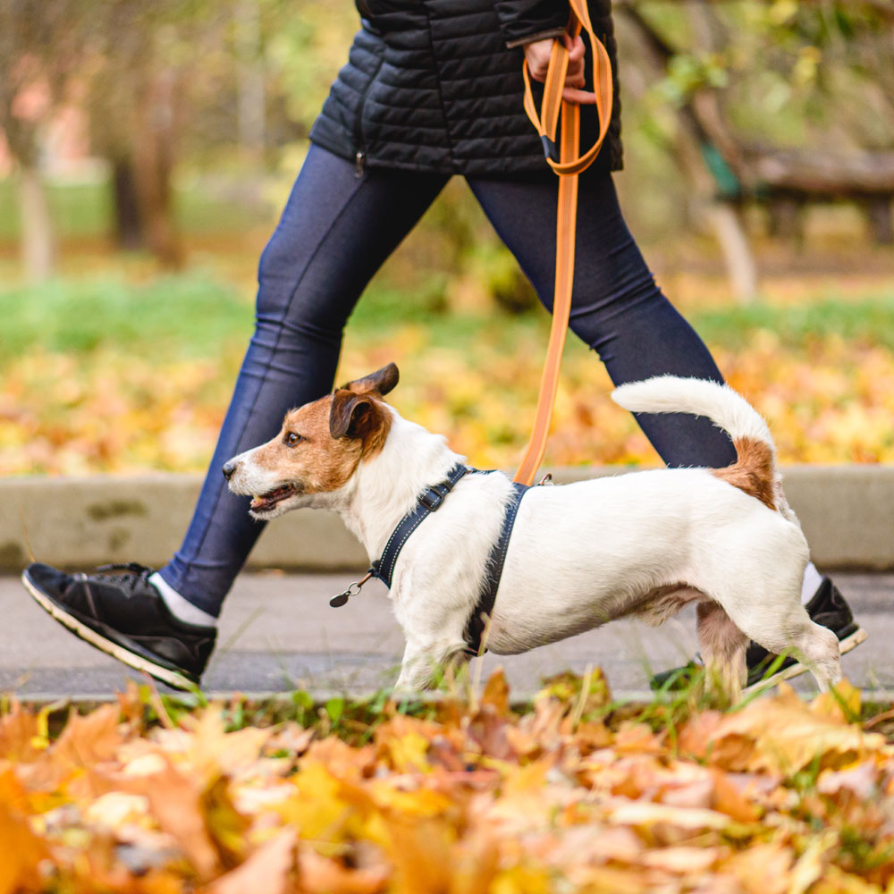 Jakim spacerowiczem jest Twój pies? - 15 najpopularniejszych typów