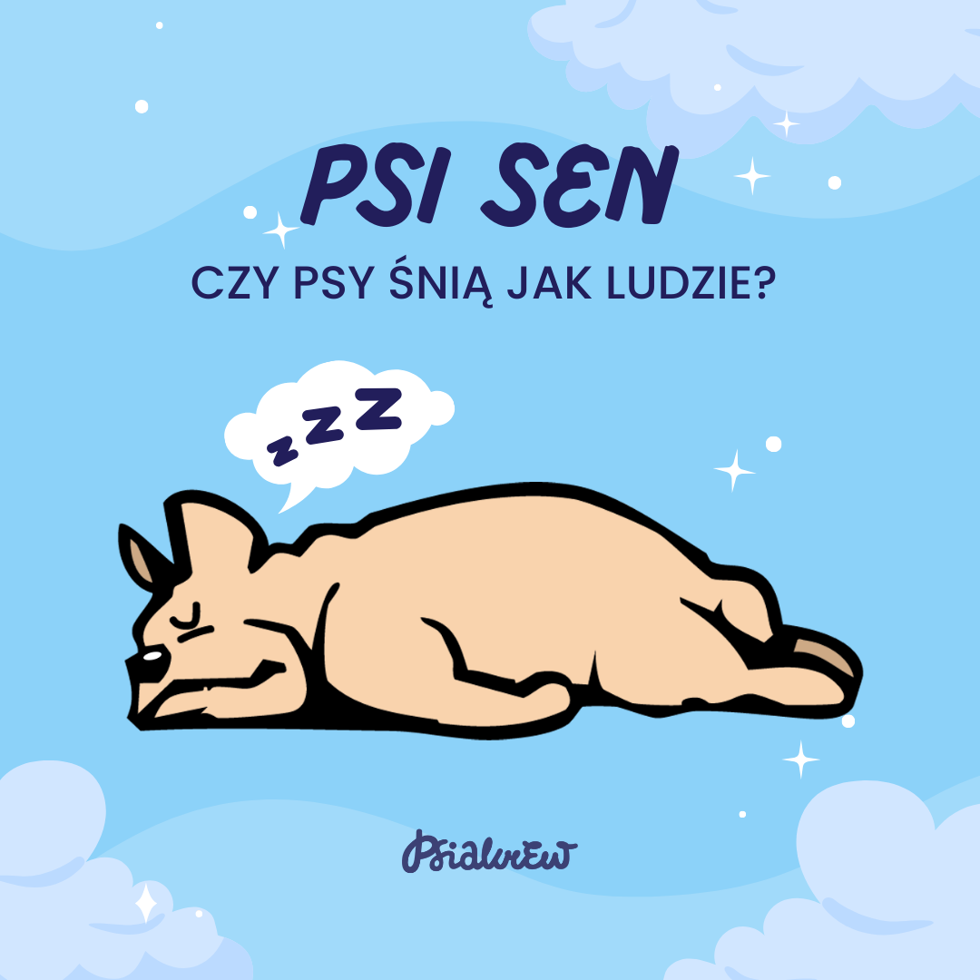 Czas na sen - co o Twoim psie mówią pozycje, w jakich śpi?